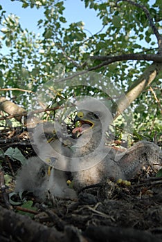 Young white-tailed eagle chicks in the nest