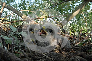 Young white-tailed eagle chicks in the nest