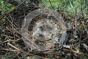 Young white-tailed eagle chicks in the nest