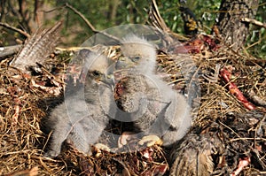 Young white-tailed eagle chicks in the nest
