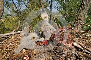 Young white-tailed eagle chicks in the nest