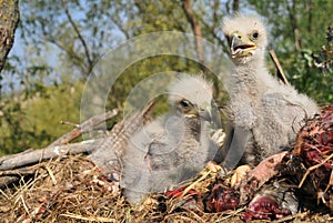 Young white-tailed eagle chicks in the nest