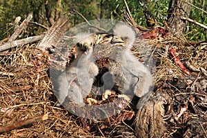 Young white-tailed eagle chicks in the nest