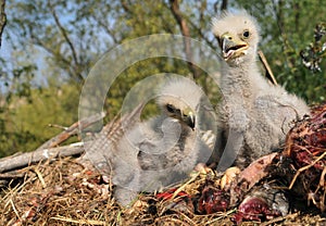 Young white-tailed eagle chicks in the nest