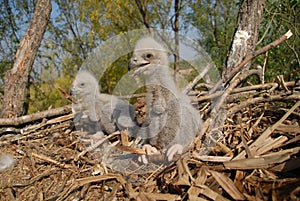 Young white-tailed eagle chicks in the nest