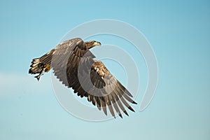 Young White-tailed Eagle Hunting