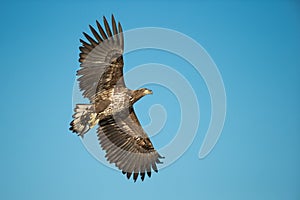 Young White-tailed Eagle Hunting