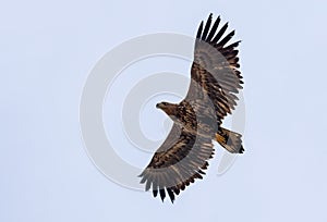 Young White-tailed eagle in soaring flight in white sky with wide spreaded wings