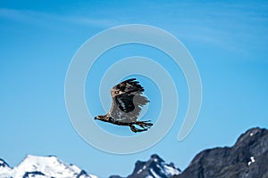 Young White Tailed Sea Eagle Haliaeetus albicilla in flight carrying fish