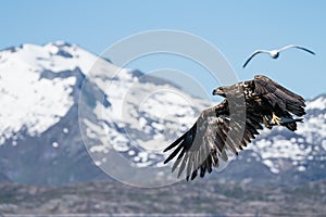 Young White Tailed Sea Eagle Haliaeetus albicilla in flight carrying fish