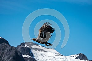 Young White Tailed Sea Eagle Haliaeetus albicilla in flight carrying fish