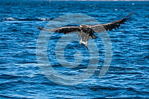 Young White Tailed Sea Eagle Haliaeetus albicilla plucking fish from water