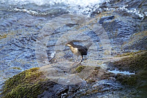 Young white throated dipper on moss rock. River on background