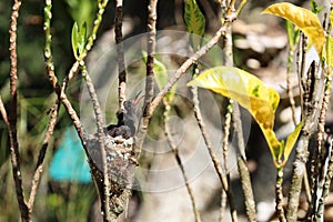 Young white-throated mountain-gem hummingbirds in their nest in Corcovado National Park, Costa Rica