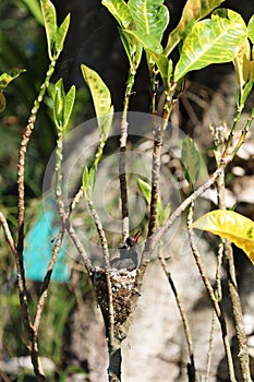 Young white-throated mountain-gem hummingbirds in their nest in Corcovado National Park, Costa Rica