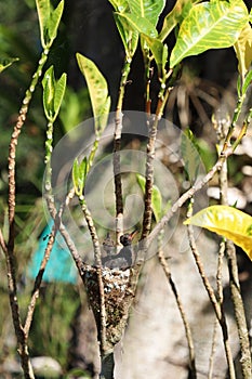 Young white-throated mountain-gem hummingbirds in their nest in Corcovado National Park, Costa Rica