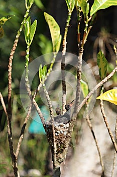 Young white-throated mountain-gem hummingbirds in their nest in Corcovado National Park, Costa Rica