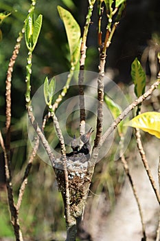 Young white-throated mountain-gem hummingbirds in their nest in Corcovado National Park, Costa Rica