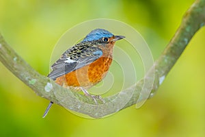 Young White-throated Rock Thrush