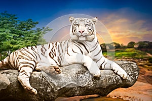 Young white tiger