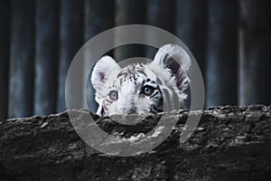 Cute and adorable young white tiger photo