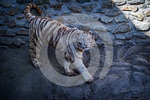 young white tiger in zoopark