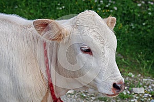 Farm. Young white veal