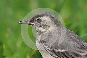 Young white wagtail Motacilla alba