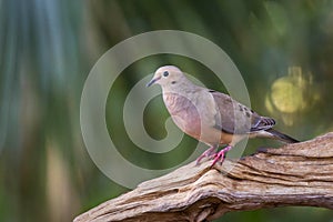 Young white-winged Dove Zenaida asiatica photo