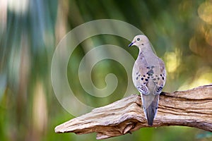 Young white-winged Dove Zenaida asiatica photo