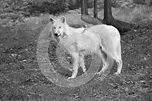 Young white wolf, in black white taken in the wolf park Werner Freund