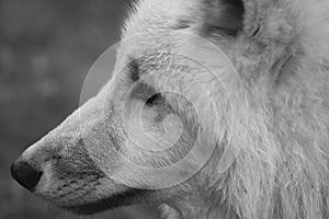 Young white wolf, in black white taken in the wolf park Werner Freund