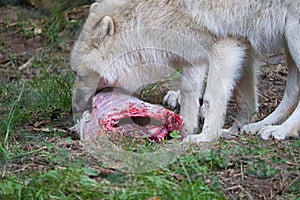 Young white wolf, taken in the Wolfspark Werner Freund while feeding