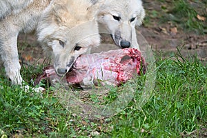 Young white wolf, taken in the Wolfspark Werner Freund while feeding