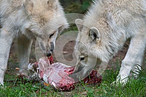 Young white wolf, taken in the Wolfspark Werner Freund while feeding