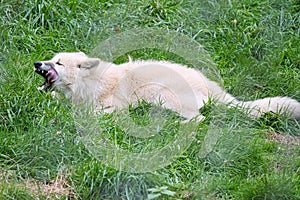 Young white wolf from the wolf park Werner Freund