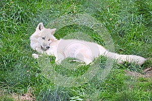 Young white wolf from the wolf park Werner Freund