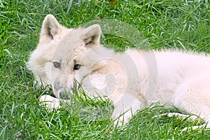 Young white wolf from the wolf park Werner Freund