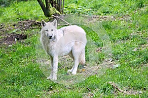 Young white wolf from the wolf park Werner Freund
