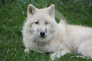 Young white wolf from the wolf park Werner Freund