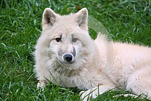 Young white wolf from the wolf park Werner Freund