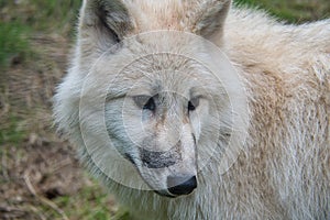 Young white wolf from the wolf park Werner Freund