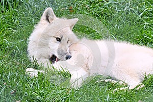 Young white wolf from the wolf park Werner Freund