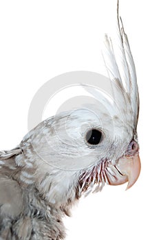 Young whiteface cockatiel head close-up