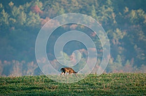 Young whitetail buck