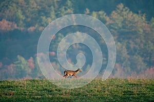 Young whitetail buck