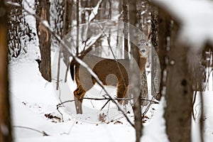 Young whitetail buck deer with snow on his face