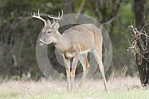 Young whitetail buck with jaw infection