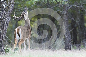 Young whitetail buck making a scent marking