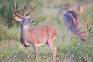 Young whitetail buck in September